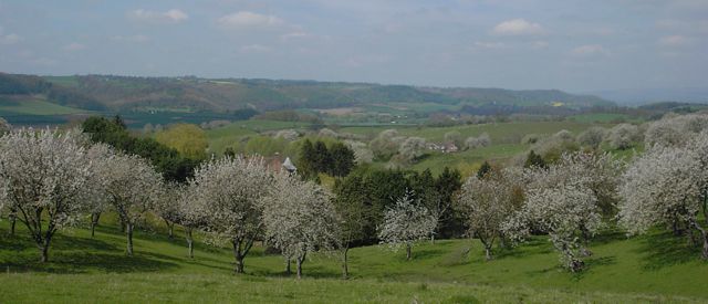 shelsleys blossom summer