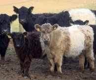 Belted Galloway cattle