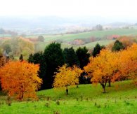 Shelsley orchards